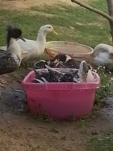 ördək balası və cücə: Ev şəraitində bəslənən ördəklər - Növ: məişət üçün saxlanılan — 13