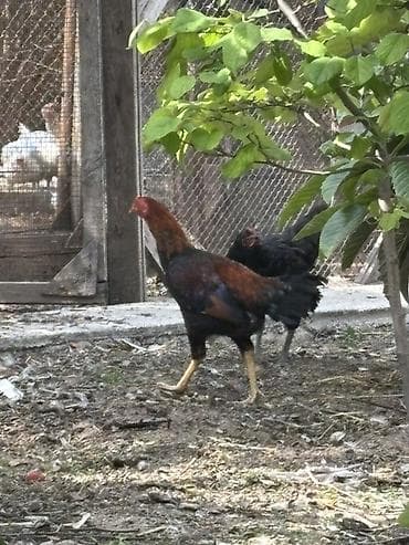 toy pudel mini: Xoruz, Heyratı, il: <1 — 5