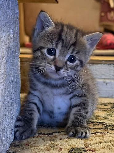 barter heyvanlar: Tabbi — 6