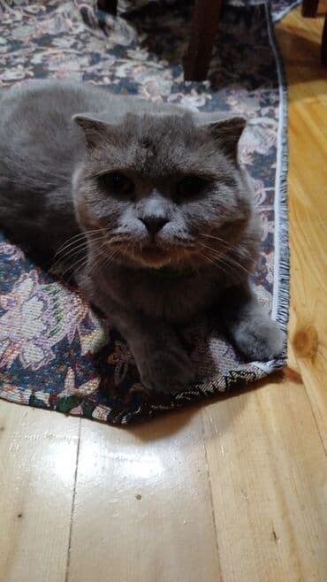 купить тайского котенка: Siam, Erkək, Yaxşı əllərə, Pulsuz çatdırılma — 1