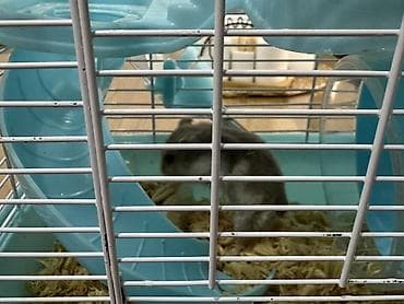 Heyvanlar üçün mallar: Hamster üçün iki mərtəbəli qəfəs – mavi/ağ Icinde bir eded hemster — 8