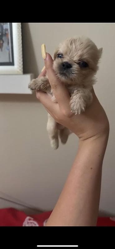 it balasi: Pekines, 1 ay, Erkek, Sənədli, Ödənişli çatdırılma — 5