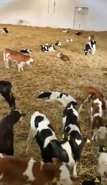 BUGUN GELDİ 40 DENEDİ. çatdırılma vər QİYMET 300 manat Şəmkir