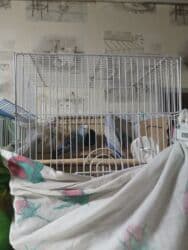 qu quşu: Tutuquşları — 2