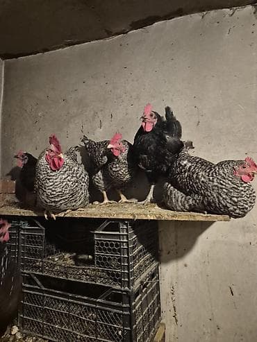 toyuqları: Toyuq, Yumurtalıq, Pulsuz çatdırılma — 2