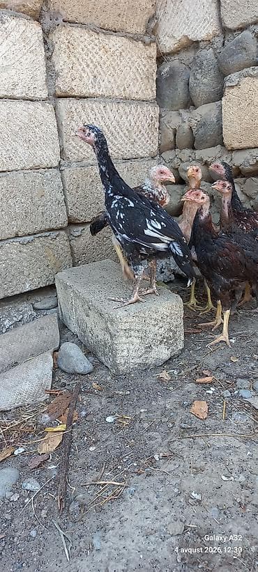 heyrəti: Toyuq cücələri, Damazlıq — 3
