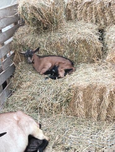 yerli cins inekler: Əmlik cepisler kəsmək üçün say və seçim çoxdur buyurun. alpin çəpiş 3 — 13