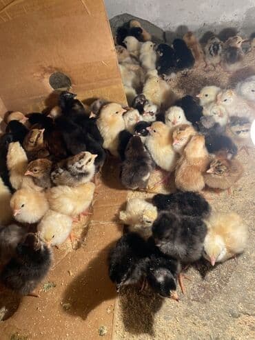 sumqayit toyuq: Toyuq cücələri, Ətlik — 1