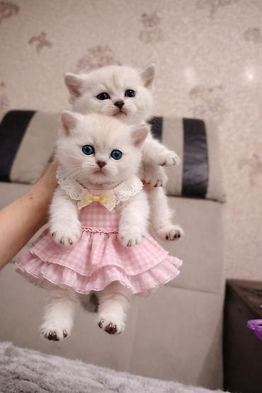 ən ucuz pişiklər: Britan, Yaxşı əllərə — 2