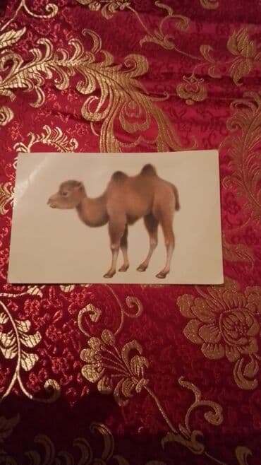 24 saat doner catdirilma xirdalan: DON KIXOT ! Kolleksiyadan satilir — 9