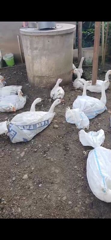 домик для маленькой собаки: Linda damazliq qazlar. Uzun uzadi yazmaq istemirem.Kime maraqlidirsa — 2