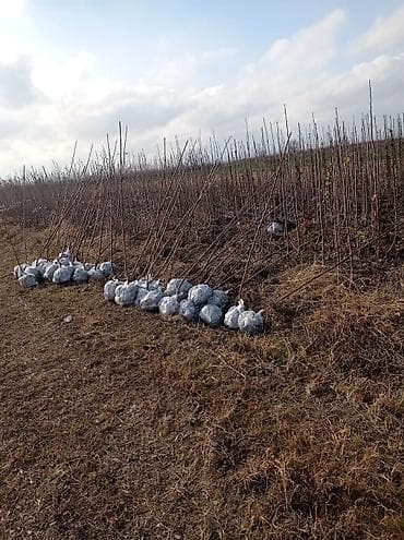 Meyvə ağacı tingləri – açıq kök/top torpaqla • Növlər: müxtəlif meyvə