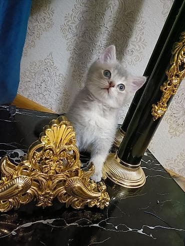 boyumeyen pisik: Britan — 1