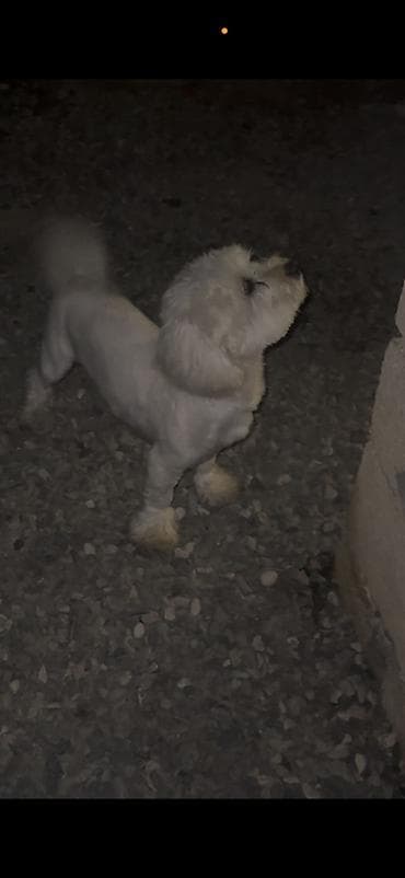 bocek satışı: Pudlle cinsinsde it satilir — 3