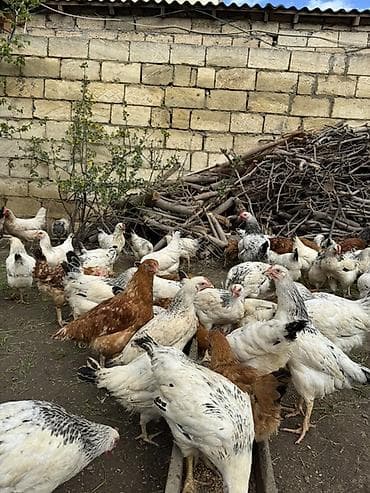 hinduska yumurtasi nece gune cixir: Toyuq, Yumurtalıq — 1