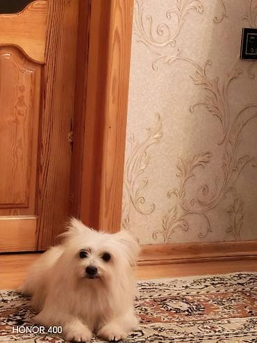 Животные: Мальтийская болонка, 1 год, Самец, Для вязки, Платная доставка — 1