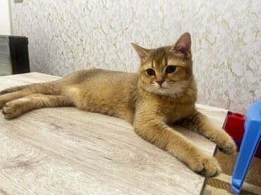 su pişiyi: Qızıl şinşilla, Erkək, Yaxşı əllərə — 2