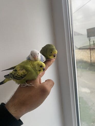 UAZ: Valnis balaları satılır ətraflı məlumat üçün vasapa yazın Birdəki — 10