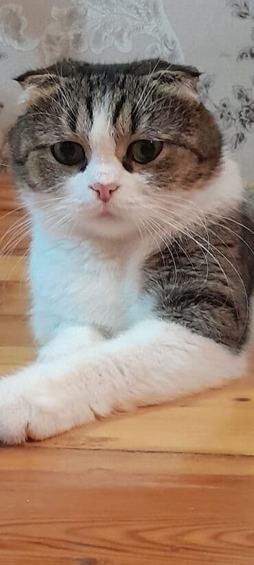 pişik geyim: Dişi, Yaxşı əllərə, Ünvandan götürmə — 1