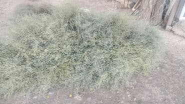 самовар на дровах: Другие растения — 3