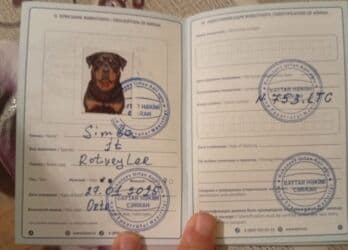 guclu itler: Rotveyler, 10 ay, Erkek, Sənədli, Ünvandan götürmə — 2