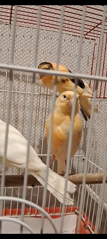 Akvarium aksessuar və ləvazimatları: Cavan Quşlar satılır hər qiymətə var — 5