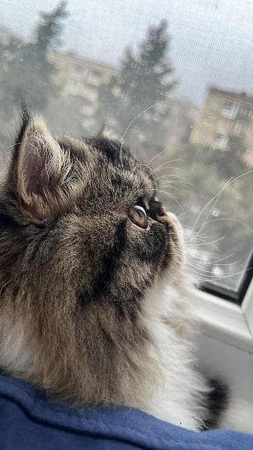 Ekzot, Erkək, Ünvandan götürmə