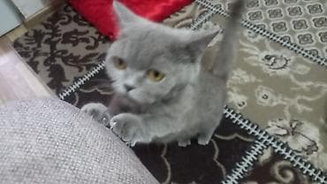 samoyed balasi satilir: Britan, Erkək, Dişi, Yaxşı əllərə, Ünvandan götürmə, Pulsuz çatdırılma, Ödənişli çatdırılma — 4