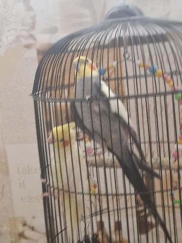 mal bazari: Təsvir: - 2 ədəd carella papuqayı: biri açıq sarı-ağ rəngdə, digəri — 7