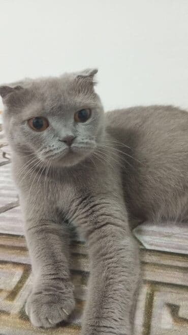 шотландский вислоухий котенок баку: Шотладская вислоухая, Самка — 6