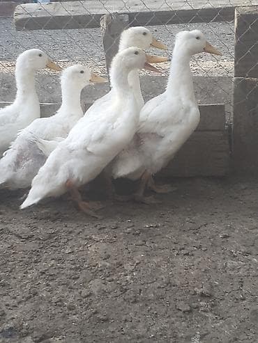 ordək cucəsi: 7 dene 2 aylig biri 6 azn. 055 880 85 29 — 10