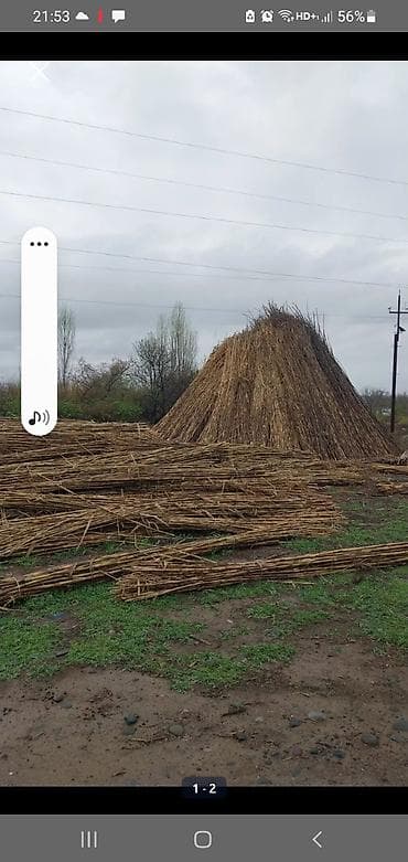 palma agac: Salam.zehmet olmasa elaqeni vatcapla saxlayin.Qargi qamislarin topdan — 8