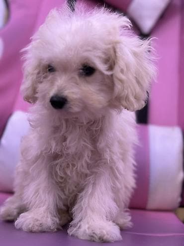 tap. az ov itleri: 3 ay, Erkek, Sənədli, Ünvandan götürmə, Pulsuz çatdırılma — 3