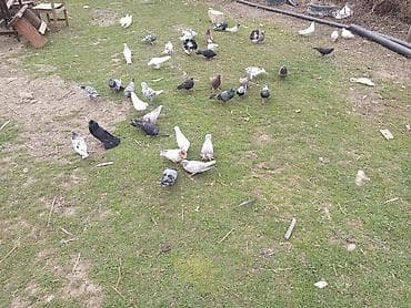 takla goyercin: Muncuq naxışlı ev göyərçinləri – müxtəlif rəng və cins qarışıqları - — 2