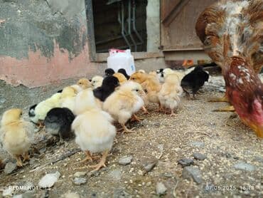 cuce ve xoruz temsil: Salam. 4 günlük cücələr satılır. Təmiz kənd cücələridi. Qiymət 1 azn — 9