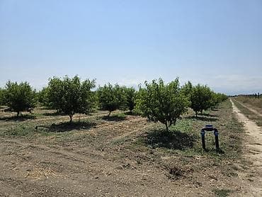 bağ qaycı: ●Xaçmaz Rayonu Ağçay kəndi ●Sənədi Çıxarış- 3,15ha ●Yassı Şaftalı — 8