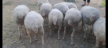 heyvanlar it: Mal-qara: qoyun sürüsü - Cins/type: yerli ətlik-yunlu qoyunlar (quzu — 2