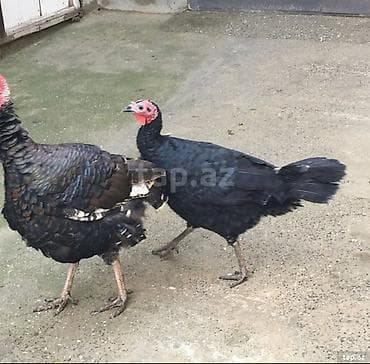 Hinduşka: Sağlam heyvanlar — 1