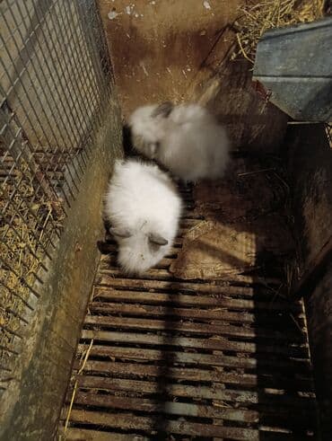 dovşanlar karlik: Məhsul: Ev dovşanları (bir neçə bala karlik ve qarisiq cinsler.) — 5