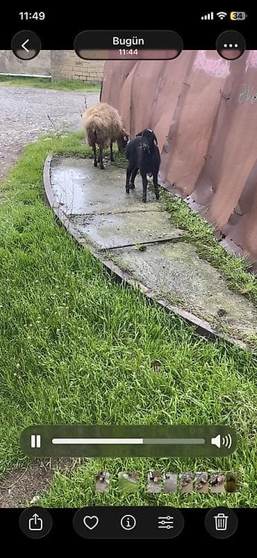 keci: Ana bala qoyun. Cavan tecli satlır 
Sumqayıt — 4