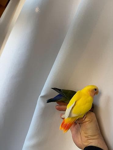 Balıqlar: PAPUQAY NERAZLUCNIK ( SEVDA PAPUQAYI ). Əl quşlarıdı. Əldə böyüdülüb — 3