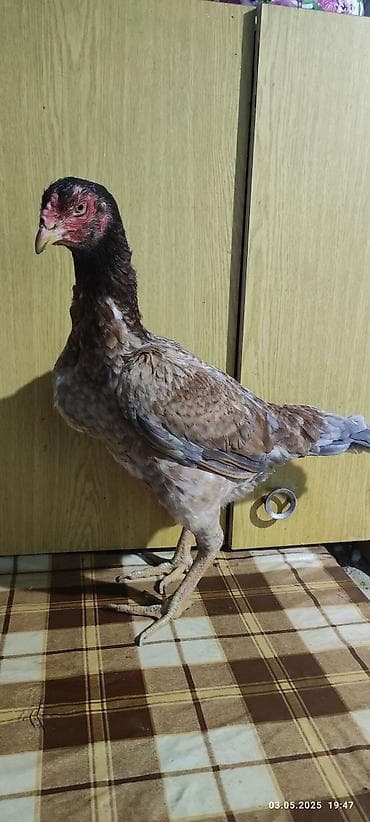 xaski satisi: Heyratı toyuğu satılır anası Türkiye'den gelme toyuqdu atası 6 dəfə — 1