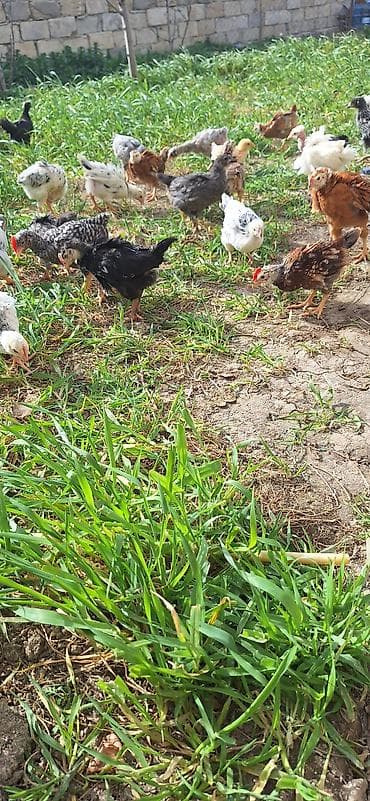 it balalari satisi: Toyuq cücələri, Damazlıq, Ödənişli çatdırılma — 5