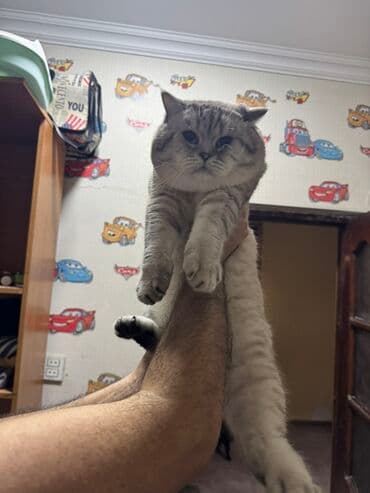 Iran Khodro: Britan — 13