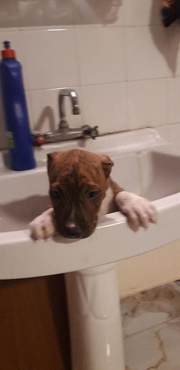 it satisi ucuz: Pitbul, 2 ay, Dişi, Peyvəndli — 3
