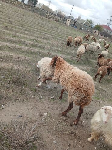 Коровы, быки: Salam 2 illik erkekdi.6 aydl almlsam.super damazdlqdl men almlşdlm ki — 6