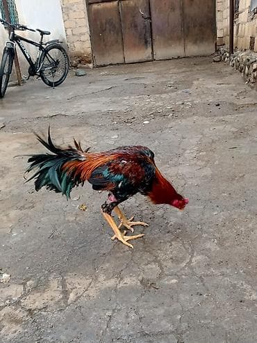 şana xoruz: Tam sağlam heyvandr real alc ya vidyo atlacaq — 2