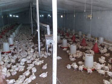 pirşağı torpağ: 10 sot, Biznes üçün, Mülkiyyətçi, Kupça (Çıxarış) — 8