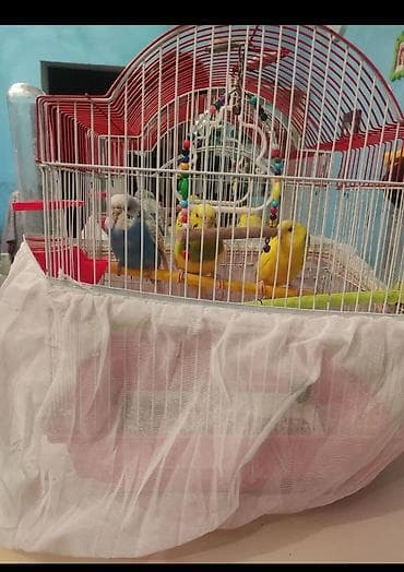 Попугаи: 2 disi bir erkek. Qefesle birge qiymeti 40 manat. Videolarida var — 9