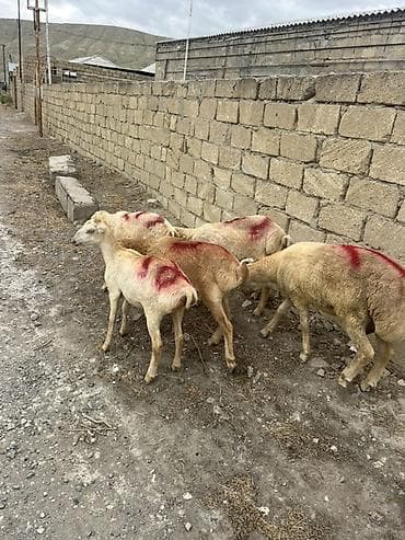 4 disi 1 erkəy beyləqan kərə qulag ünvan müsviqabad qəsəbəsi tərəf — 6